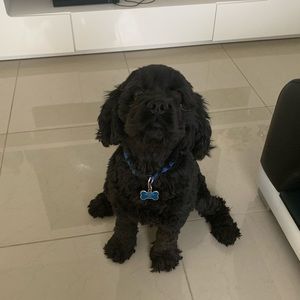 Meet your Posher, Disley